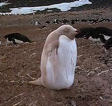 Leucistic - Adele Penguin Red Eye Causes, Melanism, Albinism, Antarctic ...