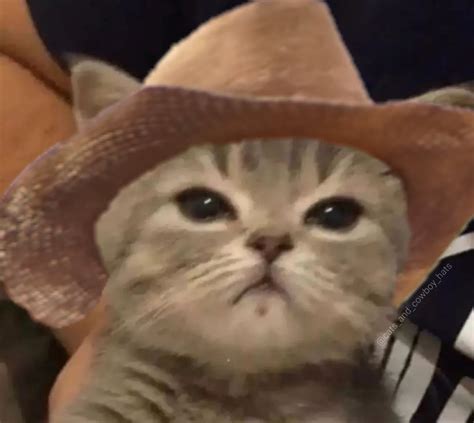 Ruca De Los Gatos On Twitter Rt Cowboycats