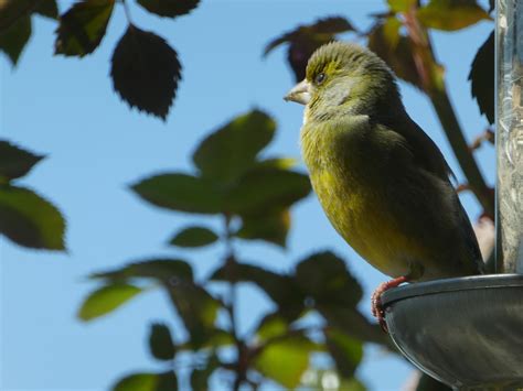 Greenfinch Bird Finch Free Photo On Pixabay Pixabay