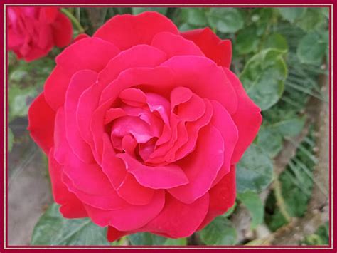 Unser Garten Mai Strauchrose Janko At