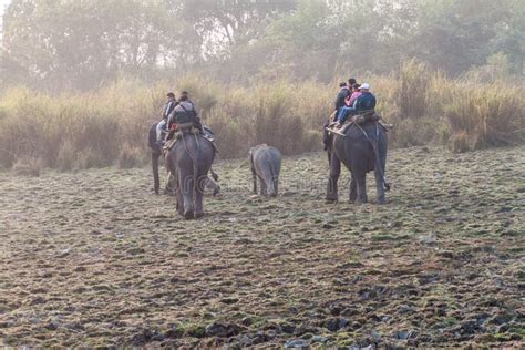 Kaziranga India January Tourists During The Elephant