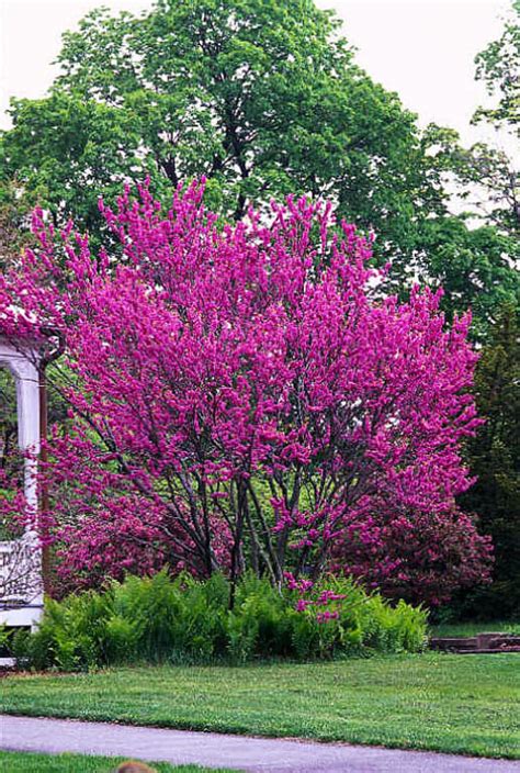 Chinese Redbud Hello Hello Plants And Garden Supplies