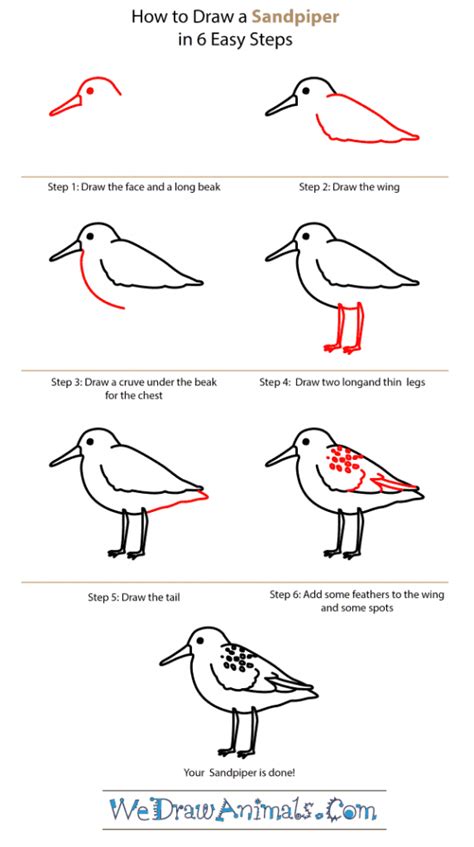 How To Draw A Sandpiper