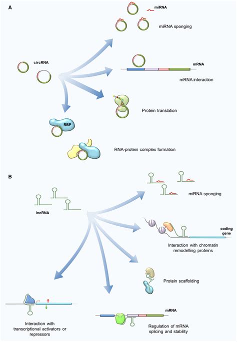 Circrna A And Lncrna B Functions Circrnas Can Modulate Gene