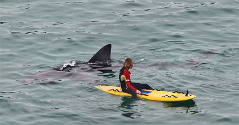 A Massive Shark Swam Up Behind A Surfer In Cornwall Shark Pictures