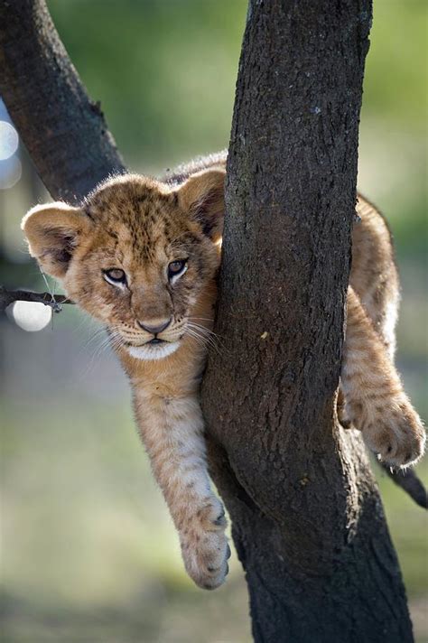 Lion Cub Panthera Leo Resting Photograph By Nick Garbutt Fine Art