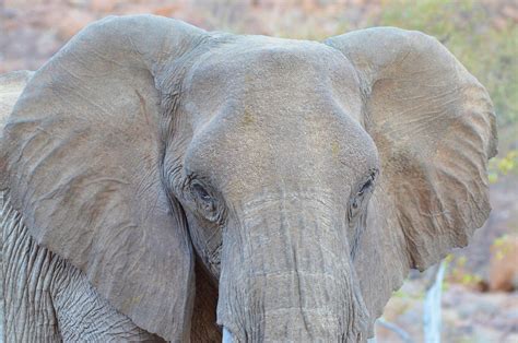 Elefante Namibia Naturaleza Foto Gratis En Pixabay Pixabay