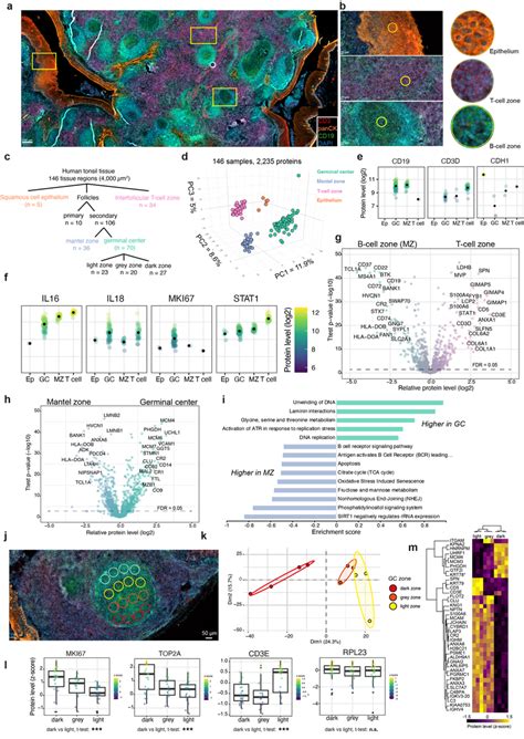 Cell Type And Spatially Resolved Proteomics Of Human Tonsil Tissue A