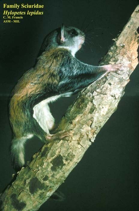 Gray Cheeked Pygmy Flying Squirrel Hylopetes Lepidus Летяги Белка