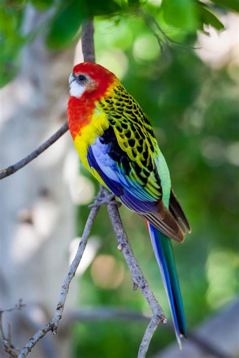 Male Eastern Rosella Parakeet 8107279 Stock Photo at Vecteezy