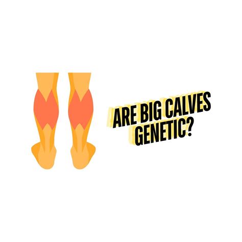 Are Big Calves Genetic Understanding The Role Of Genetics In Calf Size