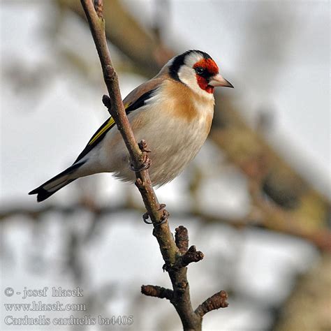 Carduelis carduelis Goldfinch Stieglitz Distelfink Chardonneret élégant ...