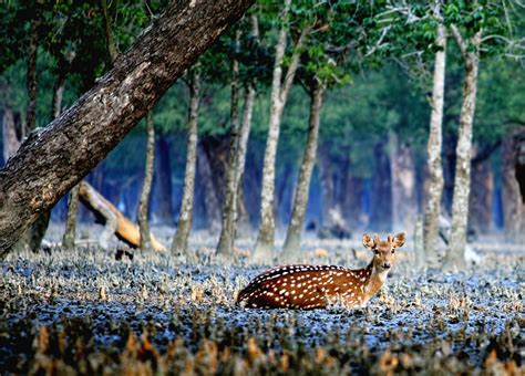 Free Images : tree, flower, wildlife, deer, autumn, fauna, bangladesh ...