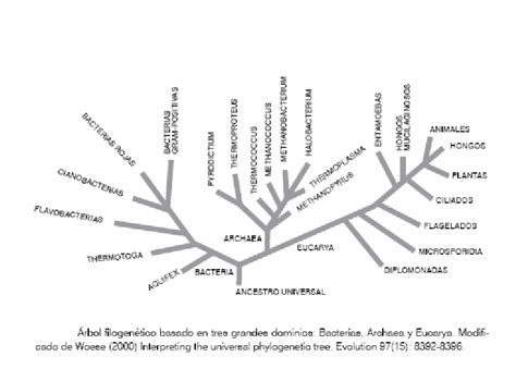 Microbiolog A Rbol Filogen Tico
