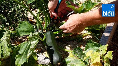 Roland Motte jardinier la courgette un légume pour débutants