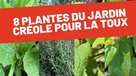 8 plantes du jardin créole pour les toux persistantes YouTube