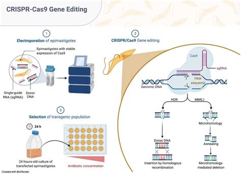 Genome Editing Definition Technology And Examples