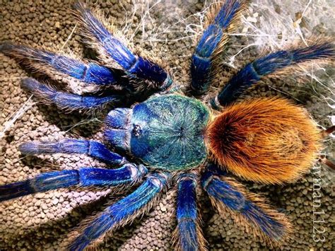 15 best Green Bottle Blue Tarantula Pictures (Chromatopelma ...