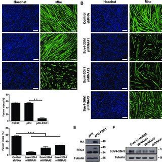 SUV4 20H1 Over Expression Partially Rescues FRG1 Phenotype