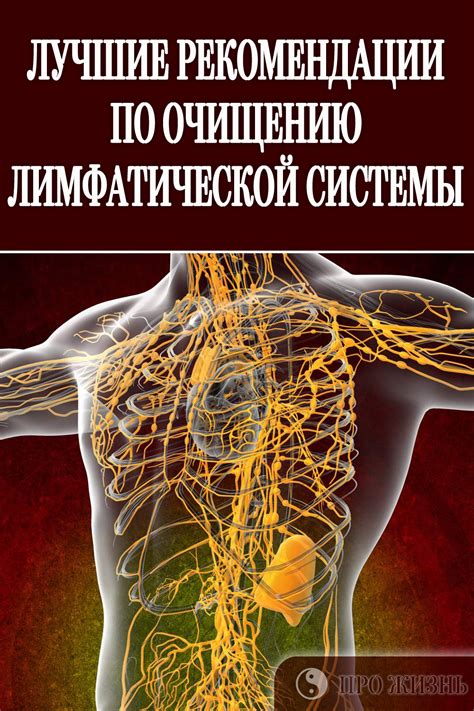 Что такое лимфа у человека фото
