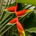 Heliconia bihai o platanillo cuidados y características