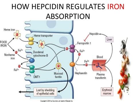 Role of iron in human health