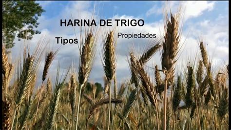 HARINA DE TRIGO Tipos características y usos YouTube