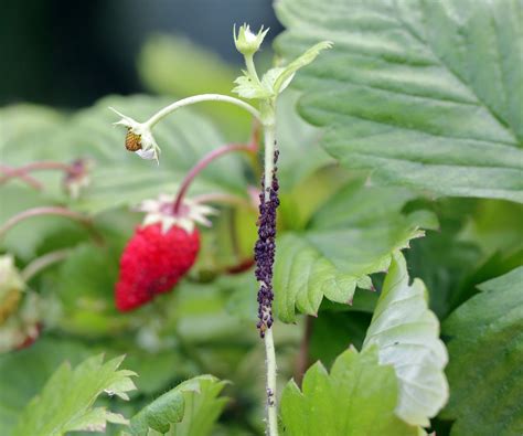 Strawberry Pests Expert Tips To Protect Your Plants Homes And Gardens