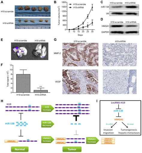 H19 Promotes The Migration And Invasion Of Colon Cancer By Sponging MiR