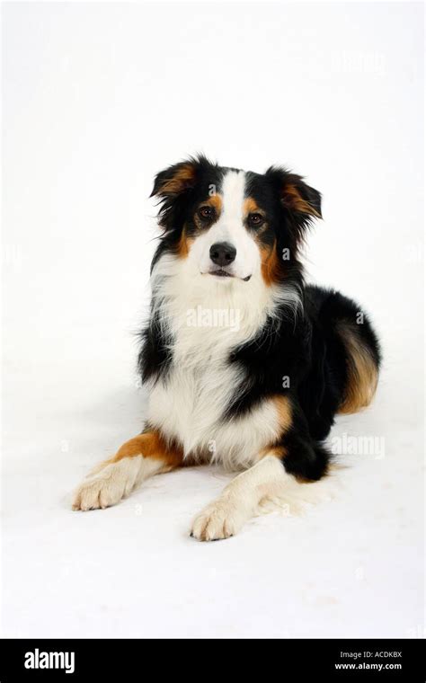 Australian Shepherd Tricolor Stock Photo Alamy