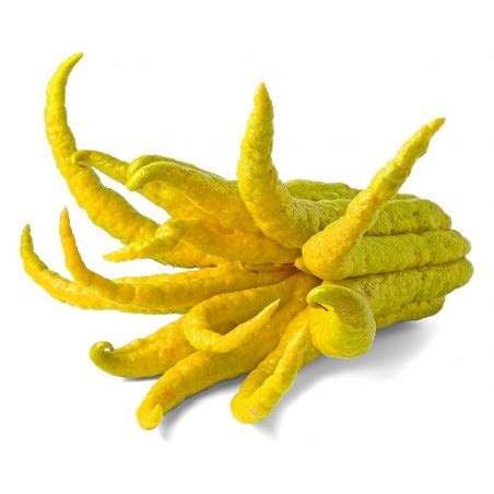 Buddha's hand Seeds (Citrus medica var. sarcodactylis) - €2.50