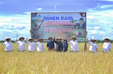 Gus Halim Panen Raya Varietas Padi Yang Efektif Cegah Stunting Tv