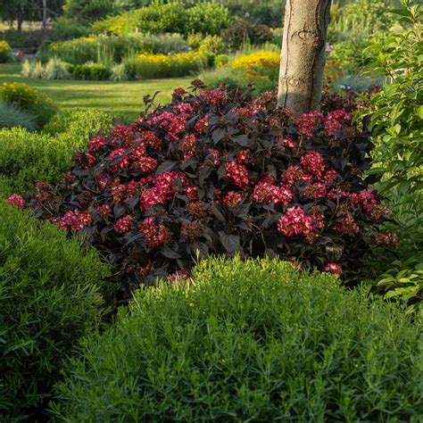 Eclipse Hydrangea Sooner Plant Farm