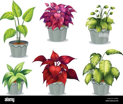 Illustration Of Six Non Flowering Plants On A White Background Stock