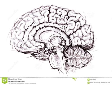 Ap Psych Brain Diagram Quizlet