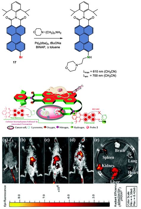 Ijms Free Full Text Recent Advances In Applications Of Fluorescent Perylenediimide And