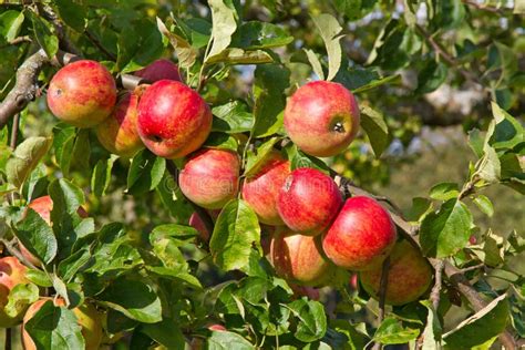 Apple Tree Stock Image Image Of Fruit Picking Ripe 16327363