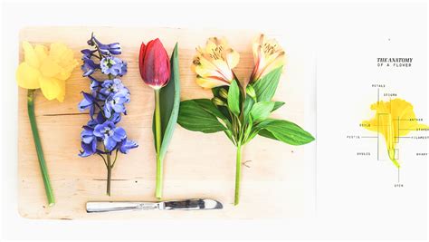 Flower Anatomy Lab Best Flower Site