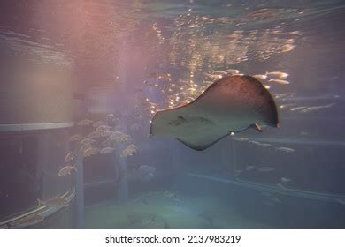 2,307 Big Stingray Images, Stock Photos & Vectors | Shutterstock