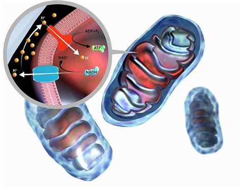 Mitochondrial Membrane Proteins Photograph by Gunilla Elam/science ...