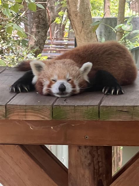 This Derpy Boy I Saw Today Rredpandas