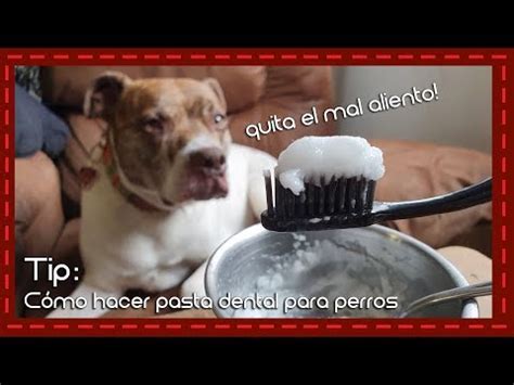 Como Eliminar El Mal Aliento De Mi Perro Peregrino Avendano