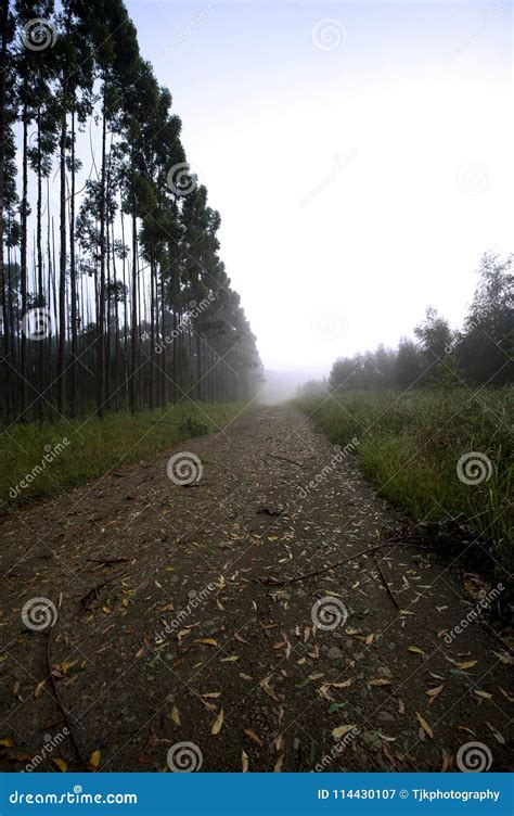 South African Gumtree Forest At Sunrise Stock Image Image Of Leaves