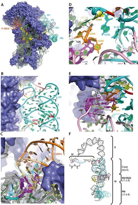 Three Dimensional Whole Atom Model Of The Hcv Ires A General View Of