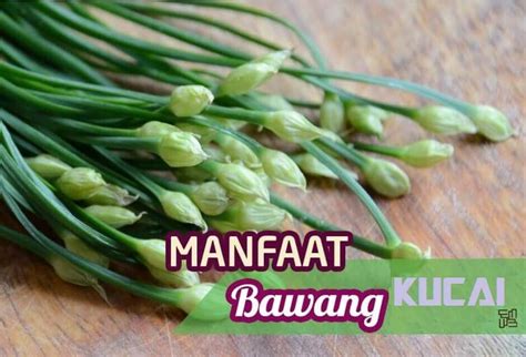 Bawang Kucai : Khasiat, Manfaat Bawang Kucai Untuk Kesehatan