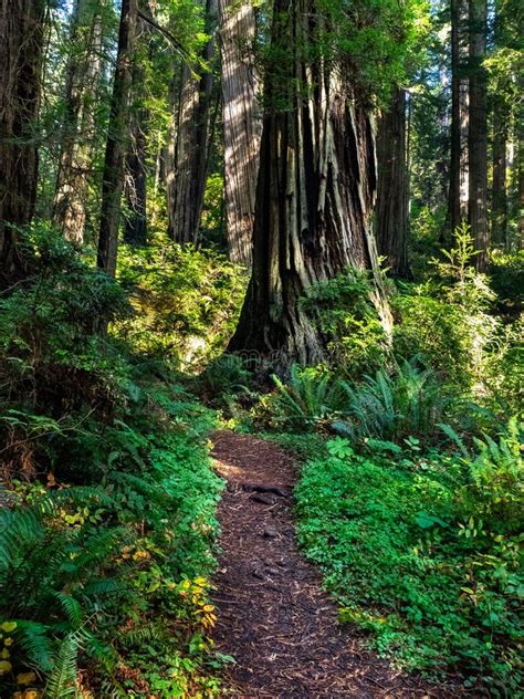 Redwood forest stock image. Image of coastal, forests - 173538331