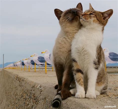 22 Adorable Cat Couples That Are All About Those Pdas Public Displays