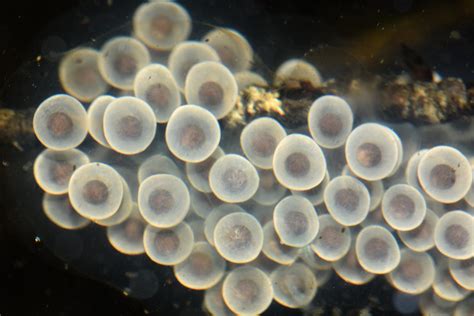 Spotted Salamander Egg Mass One Of About A Dozen Vernal P Flickr