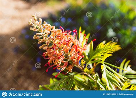 Planta Nativa Austral De Grevillea Roja Con Flor Al Aire Libre En Un