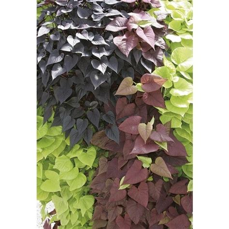 1.5-Gallon Sweet Potato Vine in Hanging Basket (L9884) in the Annuals ...